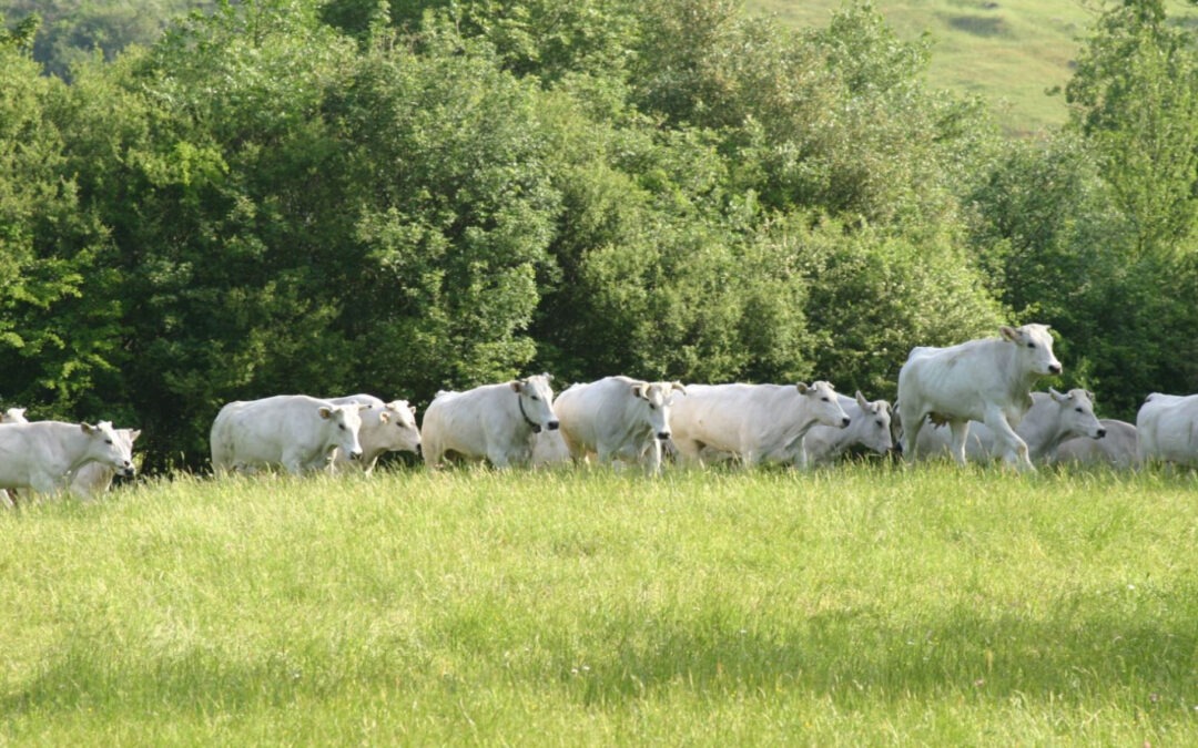 Anabic scende in campo per fronteggiare la crisi della Chianina