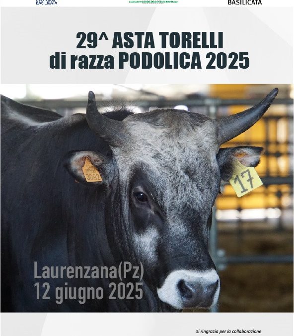 A Laurenzana l’attesa Asta dei torelli di razza Podolica