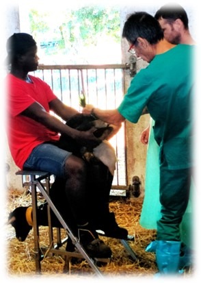 Corso di Inseminazione Artificiale Caprina e Ovina