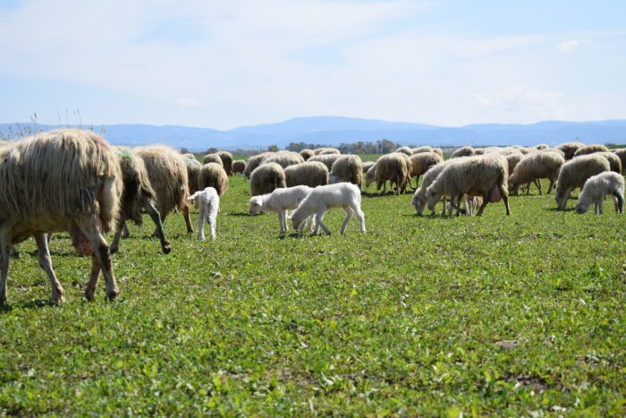 Contas: + 27% nelle vendite grazie al progetto “Enjoy”