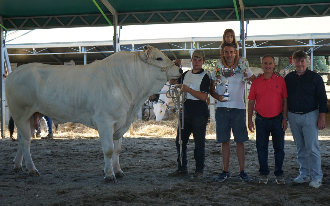 93ª Fiera Zootecnica della Chianina: un trionfo di tradizione e innovazione a Bibbona