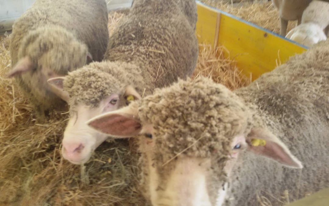 Araer e Regione Emilia Romagna insieme nella lotta alla Blue Tongue