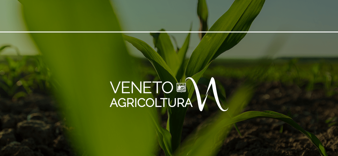 Comparto agroalimentare veneto: in aumento il valore complessivo