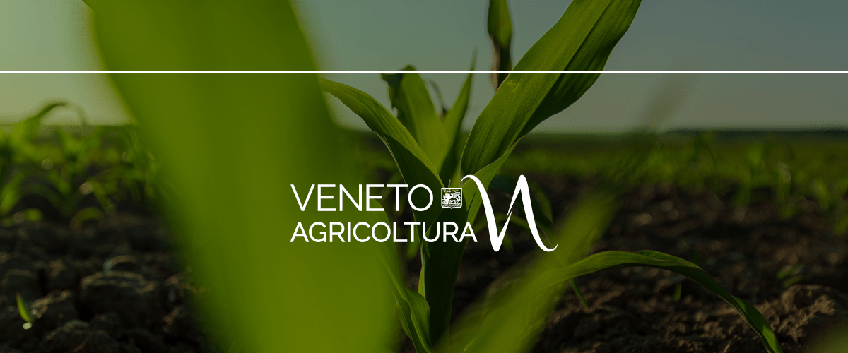 VA-banner-newsletter2