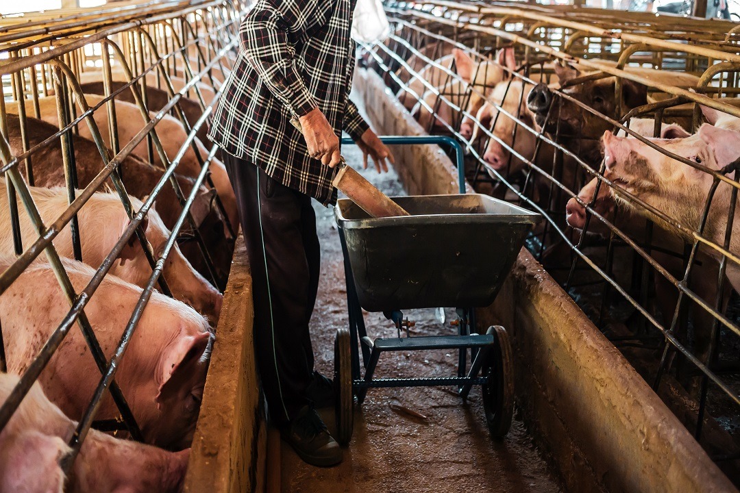 Pig,Farming.,The,Farmer,Is,Feeding,The,Pigs,Or,Cleans