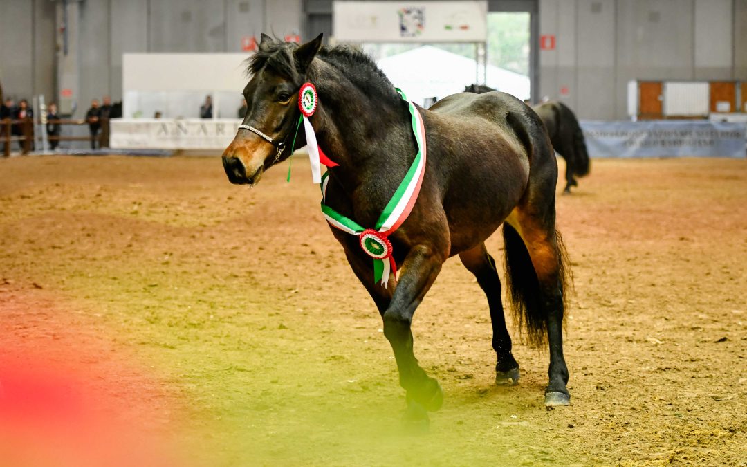 La biodiversità equina nazionale e internazionale protagonista a “Fieracavalli”