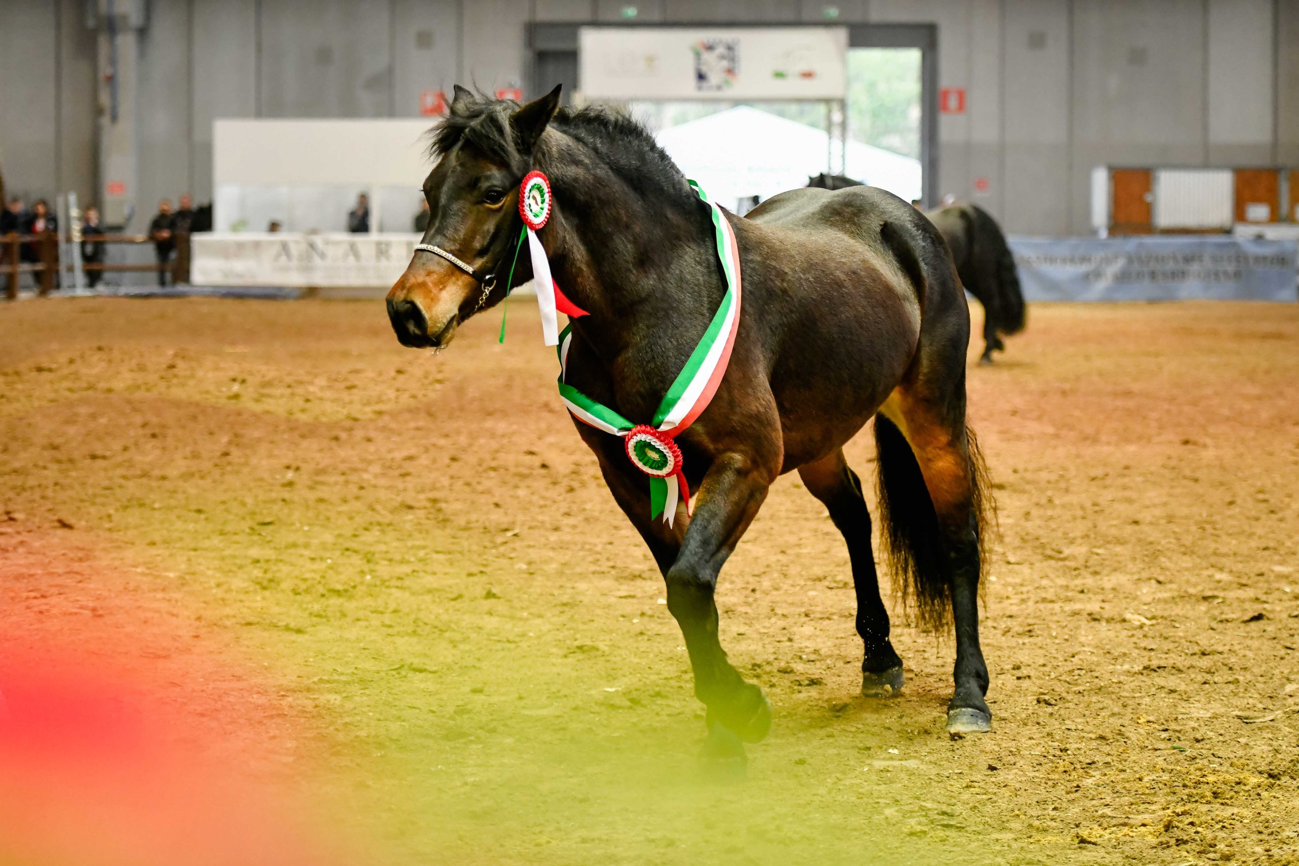 Fieracavalli2023_EnneviFoto_Veronafiere__TDP4584