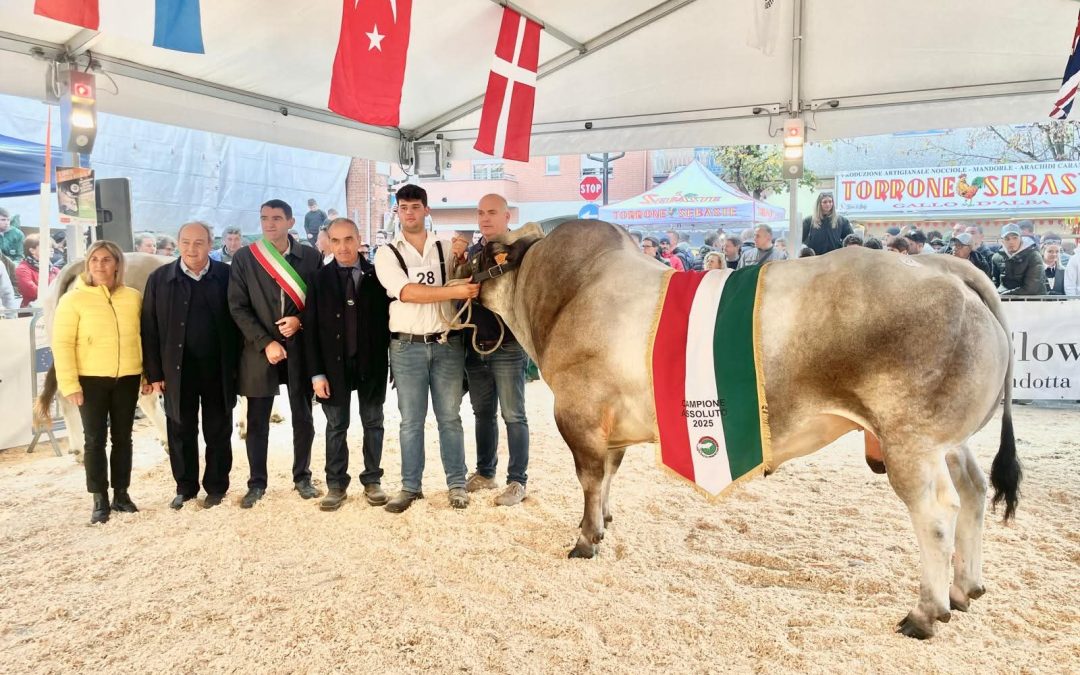 Si è tenuta con successo la 45esima Mostra Nazionale della Razza Bovina Piemontese