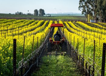 cover-crops-350×250