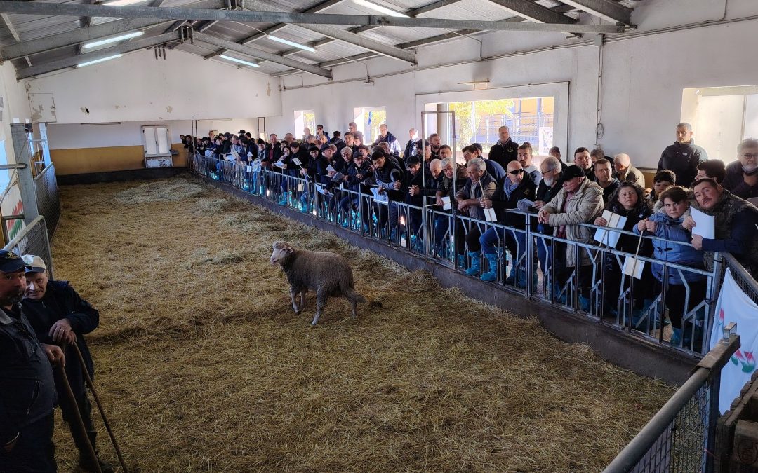 A Laurenzana l’asta arieti: un valore aggiunto al settore ovini da carne di razza Merinizzata Italiana e Gentile di Puglia