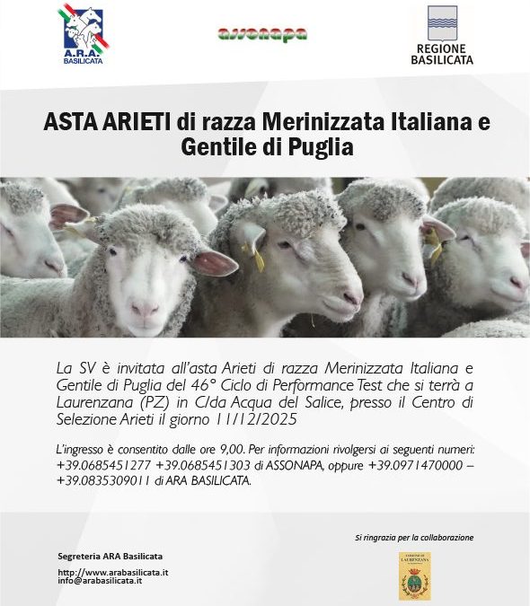 A Laurenzana la 46esima Asta degli arieti di razza Merinizzata italiana e Gentile di Puglia