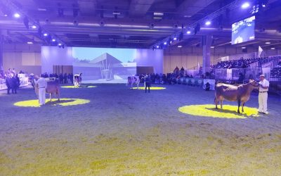 ‘Dairy Show’ da favola!