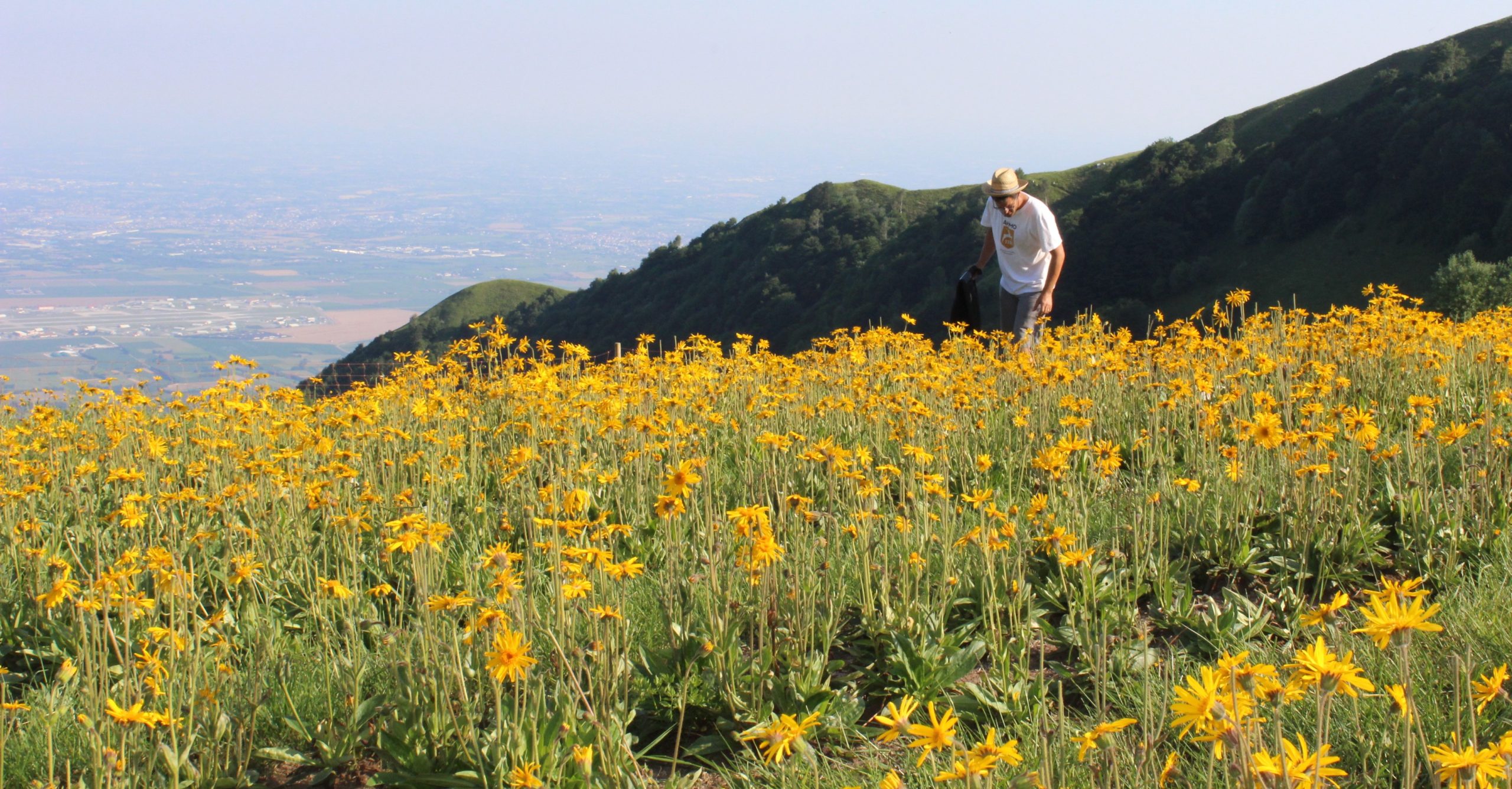 coltivazione di Arnica sul Piancavallo