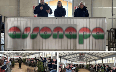 Asso.Na.Pa: Asta da record per gli arieti di razza Appennini...