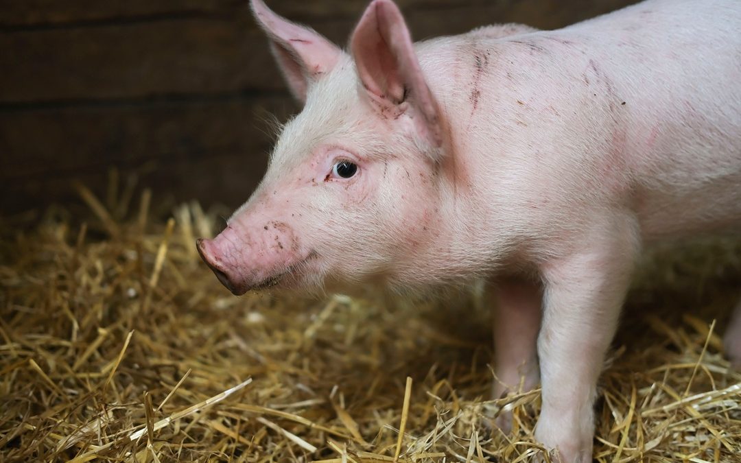 Peste Suina, Lombardia ottiene declassamento Zone di Restrizione