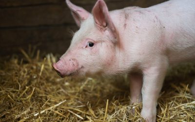 Peste Suina, Lombardia ottiene declassamento Zone di Restriz...