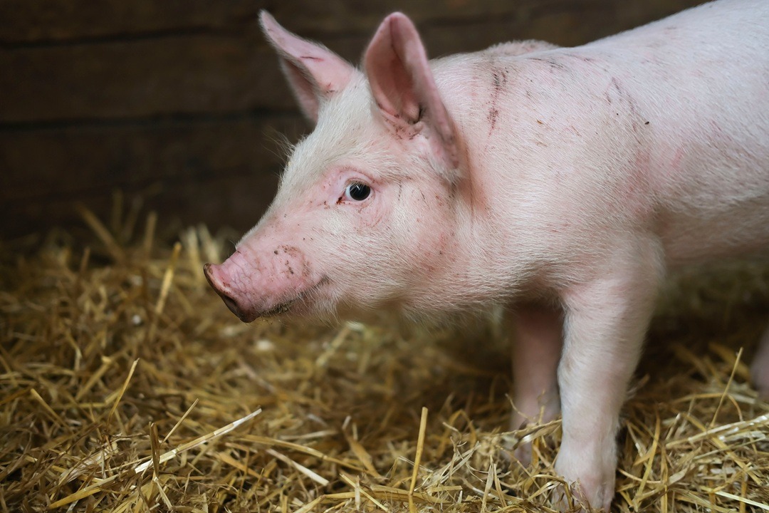 Pigs,Are,Free,On,Farm,In,A,Pen,In,Mud.