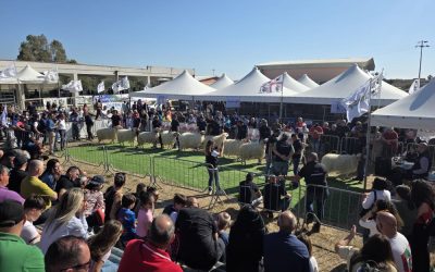Il 6° Concorso Nazionale Ovini di Razza Sarda iscritti al Li...