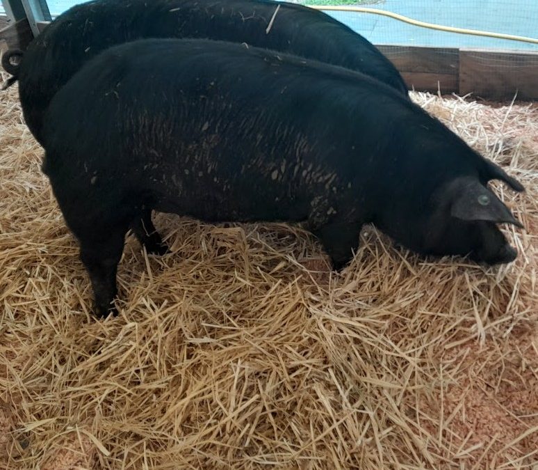 Suinicoltura: in lieve recupero la redditività del ciclo chiuso sostenuta dal mercato dei suini pesanti