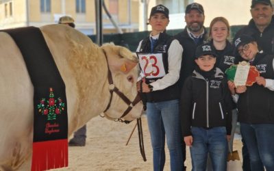 Charolaise e Limousine protagoniste nel ring Anacli