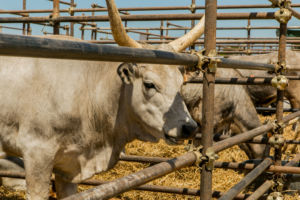 Zootecnia: Ara Toscana presente alla ‘Fiera del Madonnino’ c...