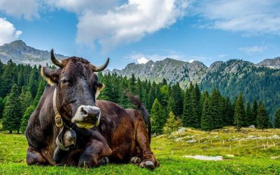 Una popolazione bovina antica e il suo stretto legame con il...