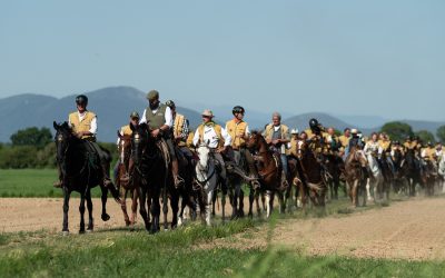 Grazie Pisa, popolo di cavalieri