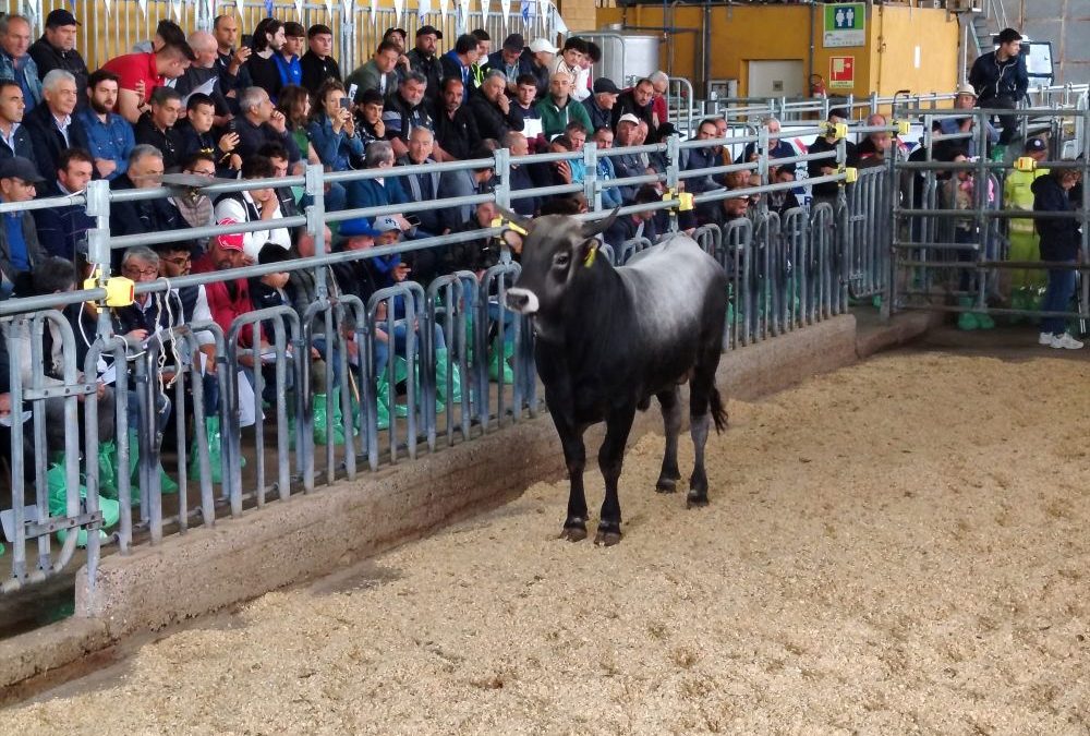 Il Centro genetico di Laurenzana ha festeggiato il trentennale con l’asta dei torelli di razza Podolica