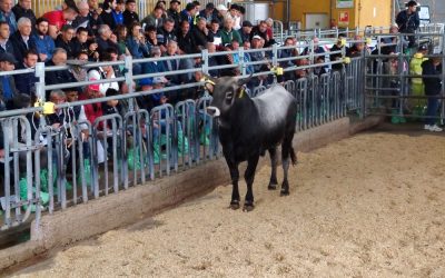 Il Centro genetico di Laurenzana ha festeggiato il trentenna...