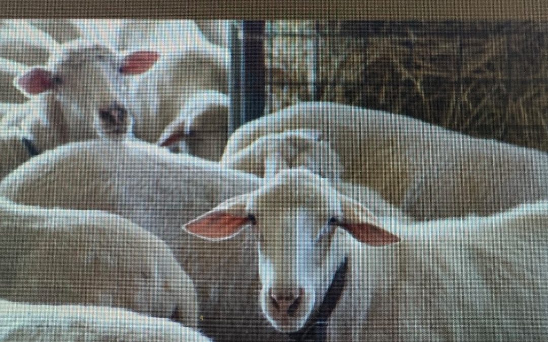 Corso ovini e caprini a Cagliari del Polo di Formazione per lo Sviluppo Agro Zootecnico di Maccarese