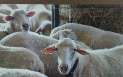 Corso ovini e caprini a Cagliari del Polo di Formazione per ...