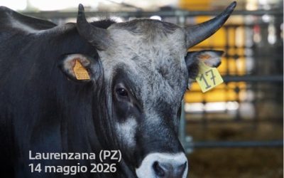 Domani a Laurenzana si celebra la 30esima asta dei torelli d...