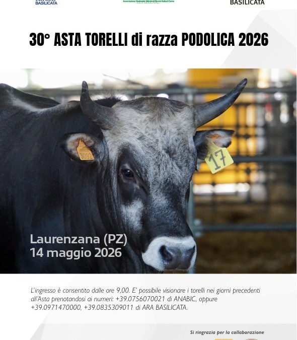 Domani a Laurenzana si celebra la 30esima asta dei torelli di razza Podolica