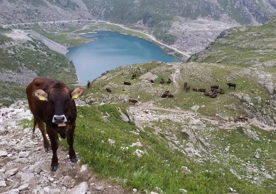 Razza bovina Rendena: sostenibile, resiliente, da tutelare