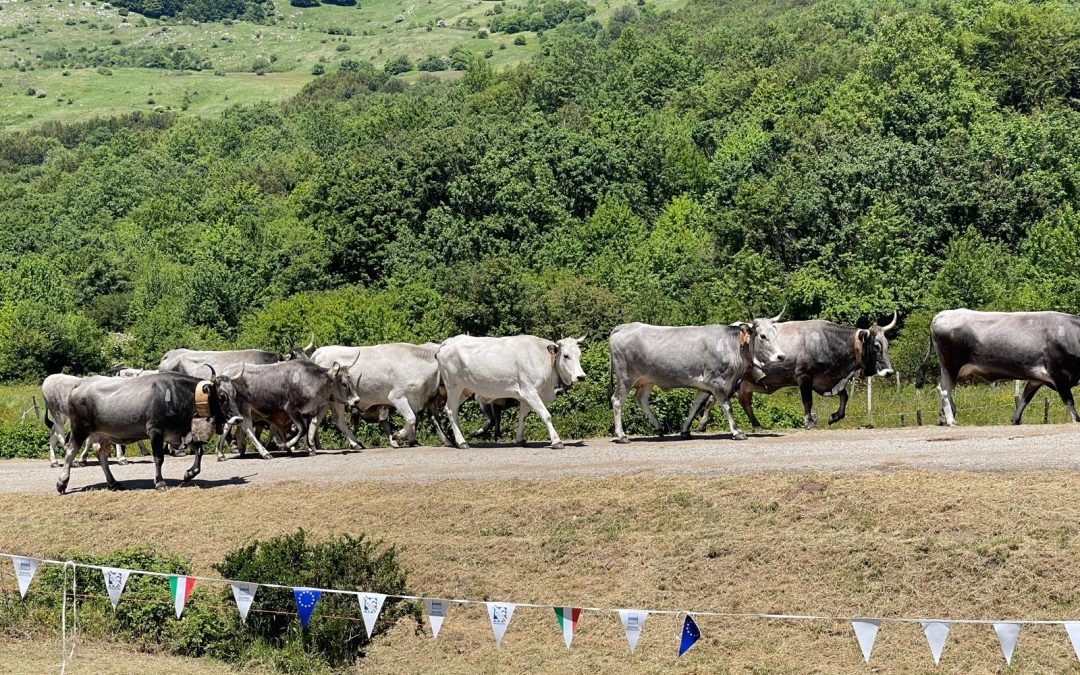 A Picerno la Festa della Transumanza: tradizioni, cultura e sapori della Basilicata