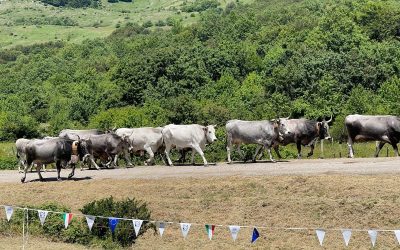 A Picerno la Festa della Transumanza: tradizioni, cultura e ...