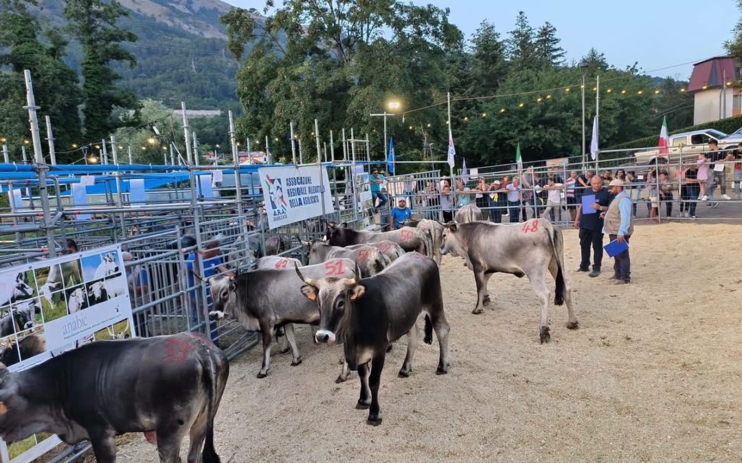 Caciocavallo Podolico verso la Dop: entro l’estate pronto il disciplinare di produzione