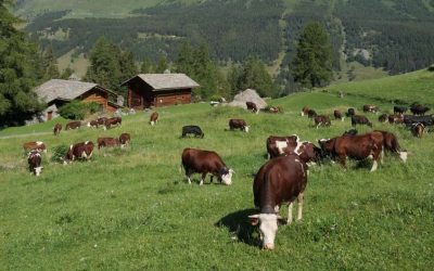 Alpages Ouverts 2026: quattro appuntamenti per scoprire l...