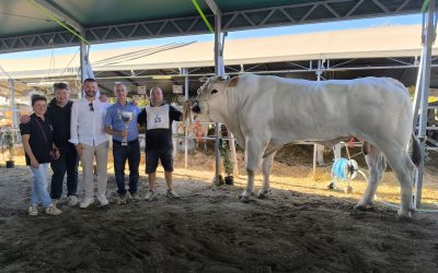 Bibbona, la 94ª Fiera Zootecnica della Chianina consacra il ...