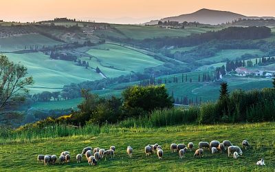 La zootecnia estensiva come modello per la salvaguardia e la...