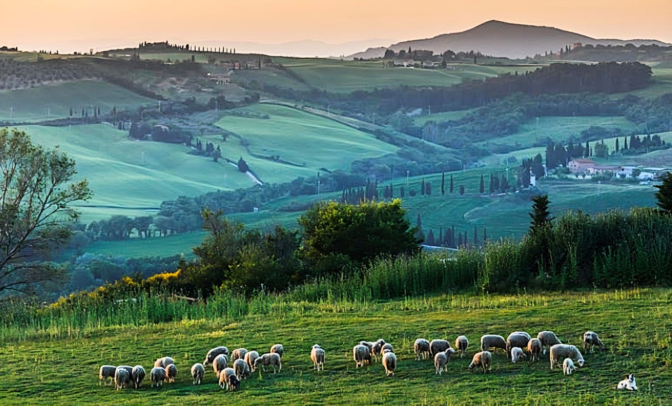 PASCOLO TOSCANO