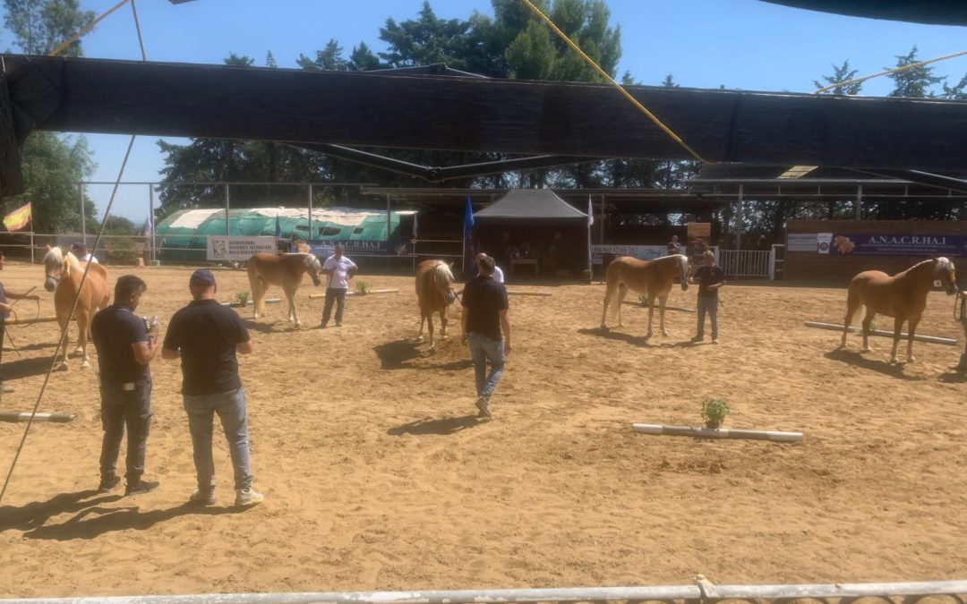 Ara, il cavallo Haflinger protagonista in Basilicata