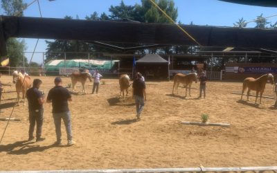 Ara, il cavallo Haflinger protagonista in Basilicata