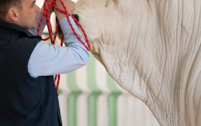 Agriumbria 2027, cambio di passo per la 58ª edizione: nuova ...