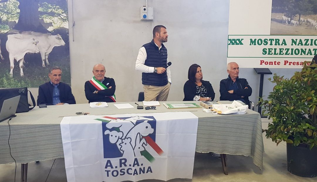 Il “Gigante Bianco” conquista Ponte Presale-Sestino: trionfo per la XXXª Mostra Nazionale della Razza Chianina